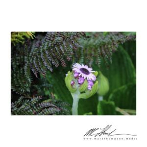 Pleurophyllum Speciosum